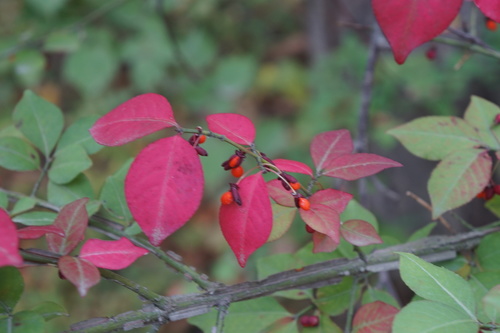 Euonymus alatus iNat (2)