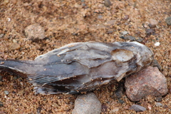 Myoxocephalus octodecemspinosus