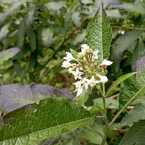Solanum aligerum, photograph 1