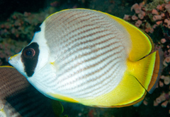 Chaetodon adiergastos