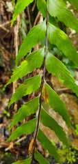 Asplenium polyodon image