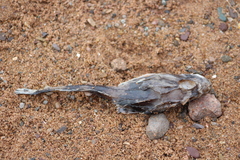 Myoxocephalus octodecemspinosus