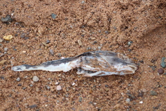 Myoxocephalus octodecemspinosus