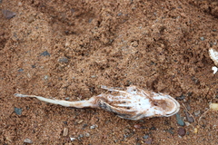 Myoxocephalus octodecemspinosus