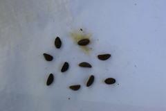 Ipomoea murucoides