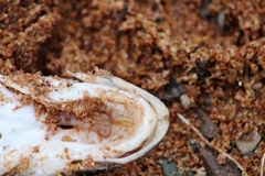 Myoxocephalus octodecemspinosus