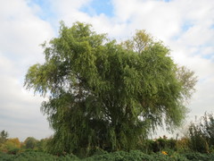 Salix babylonica tortuosa