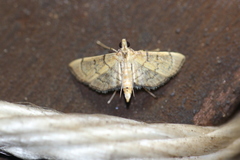 Pelinopsis pachyzancloides