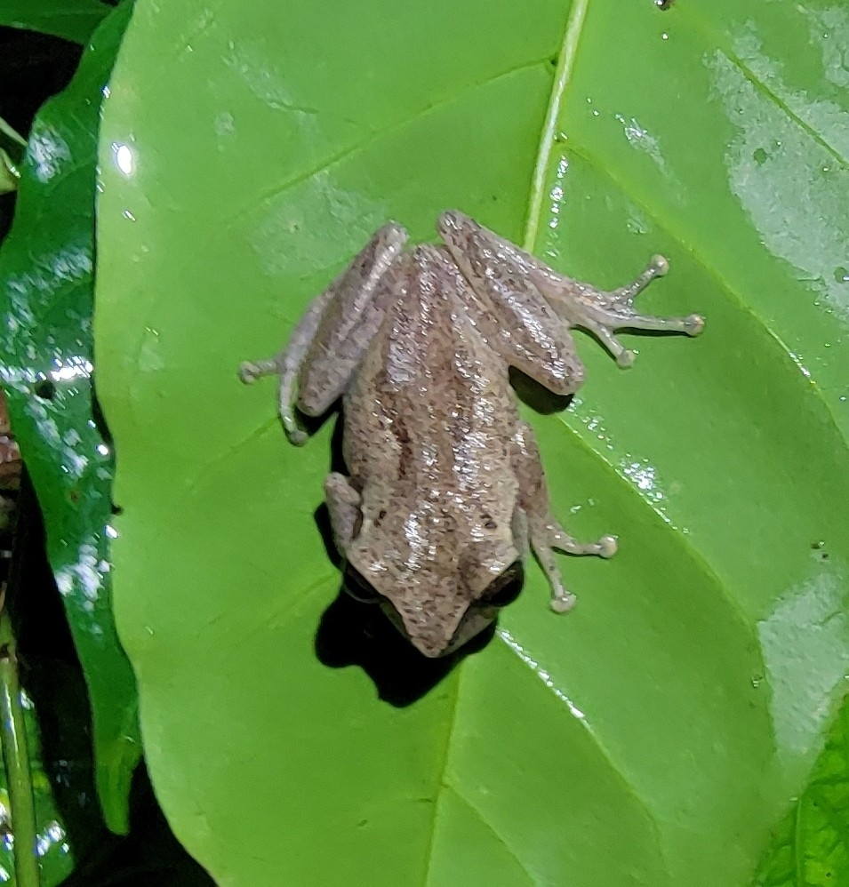 Green-Eyed Bush Frog