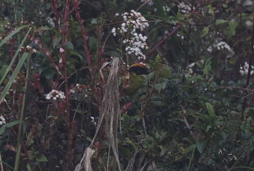 Bolivian Brushfinch (Atlapetes rufinucha), photo 10