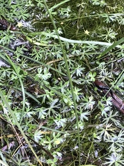 Ranunculus amphitrichus