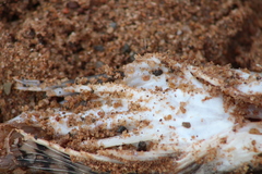 Myoxocephalus octodecemspinosus