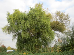 Salix babylonica tortuosa