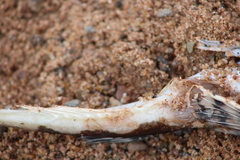 Myoxocephalus octodecemspinosus