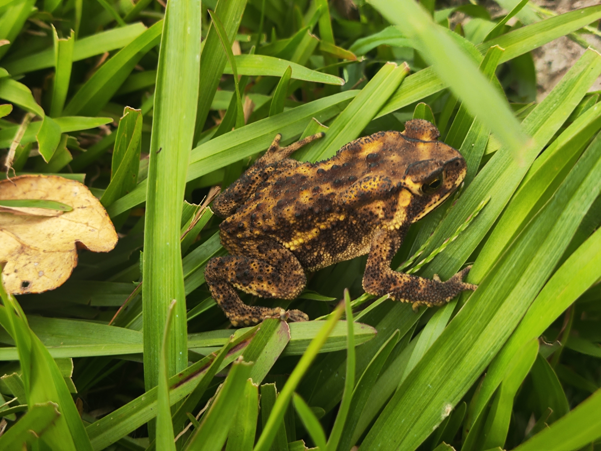 Indian Common True Toad
