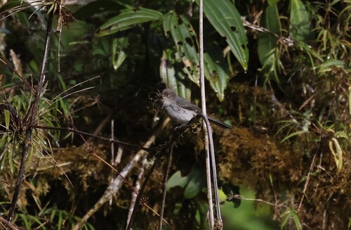 Drab Hemispingus (Pseudospingus xanthophthalmus), photo 7