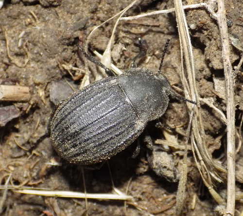 Three-ribbed Darkling Beetle