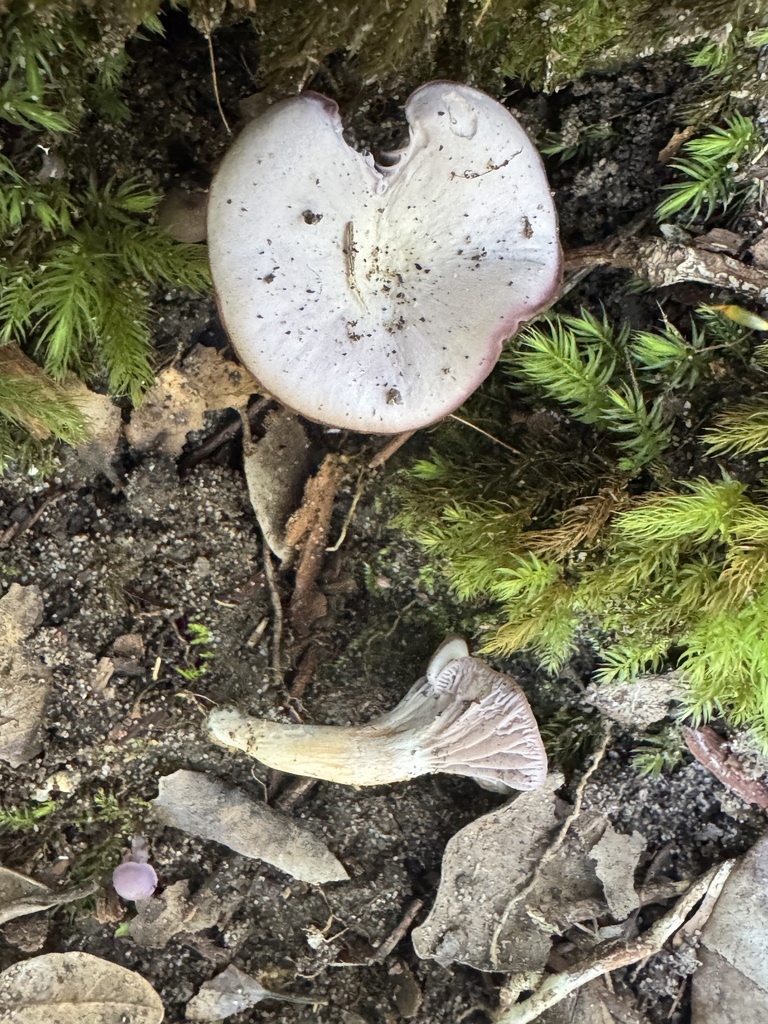 Hygrocybe reesiae · July 2025 · photo: © funecology (iNaturalist, cc-by-sa)
