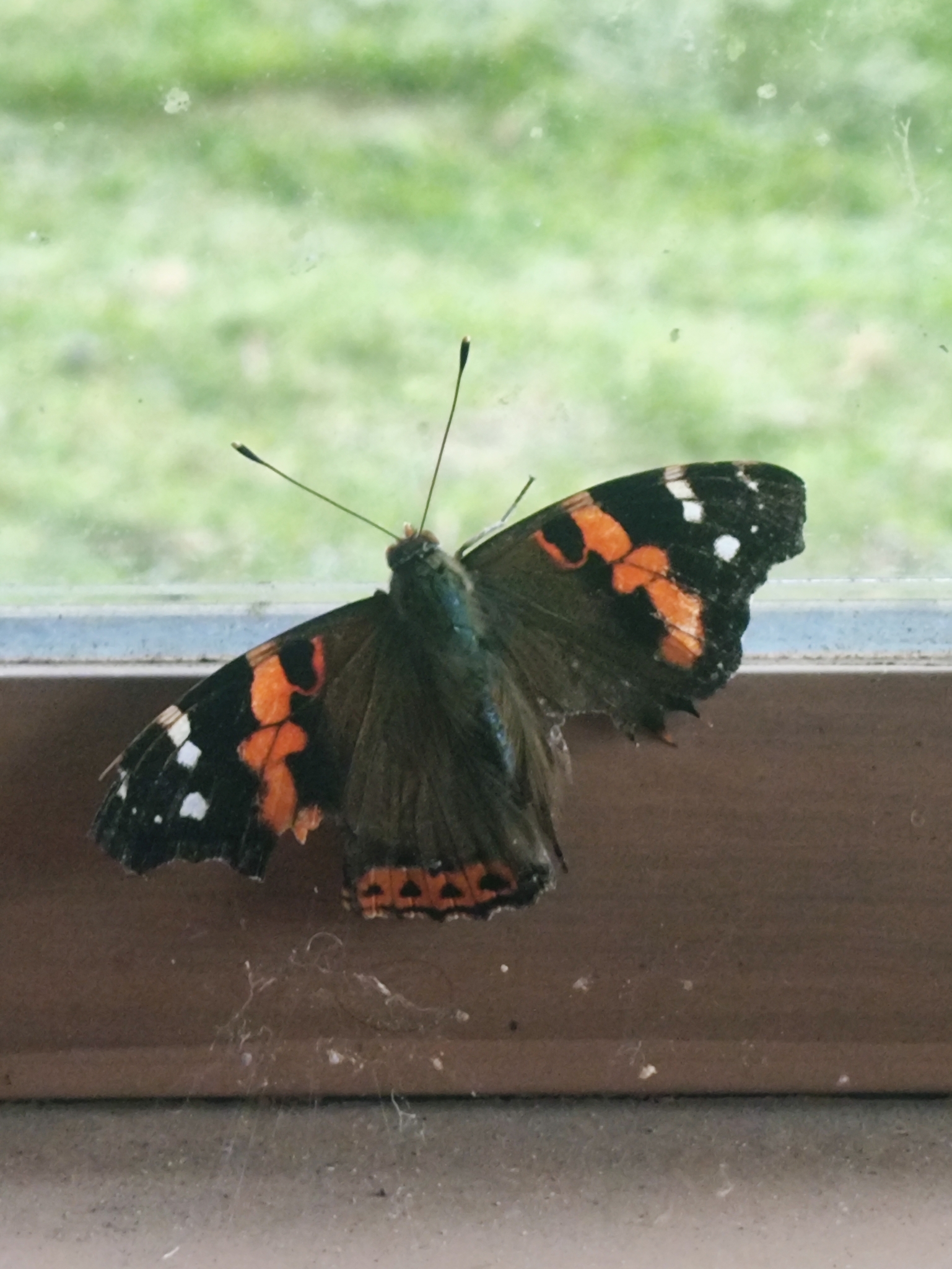 Indian Red Admiral