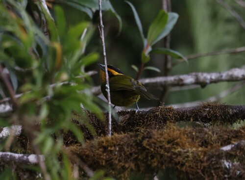 Orange-browed Hemispingus (Kleinothraupis calophrys), photo 2