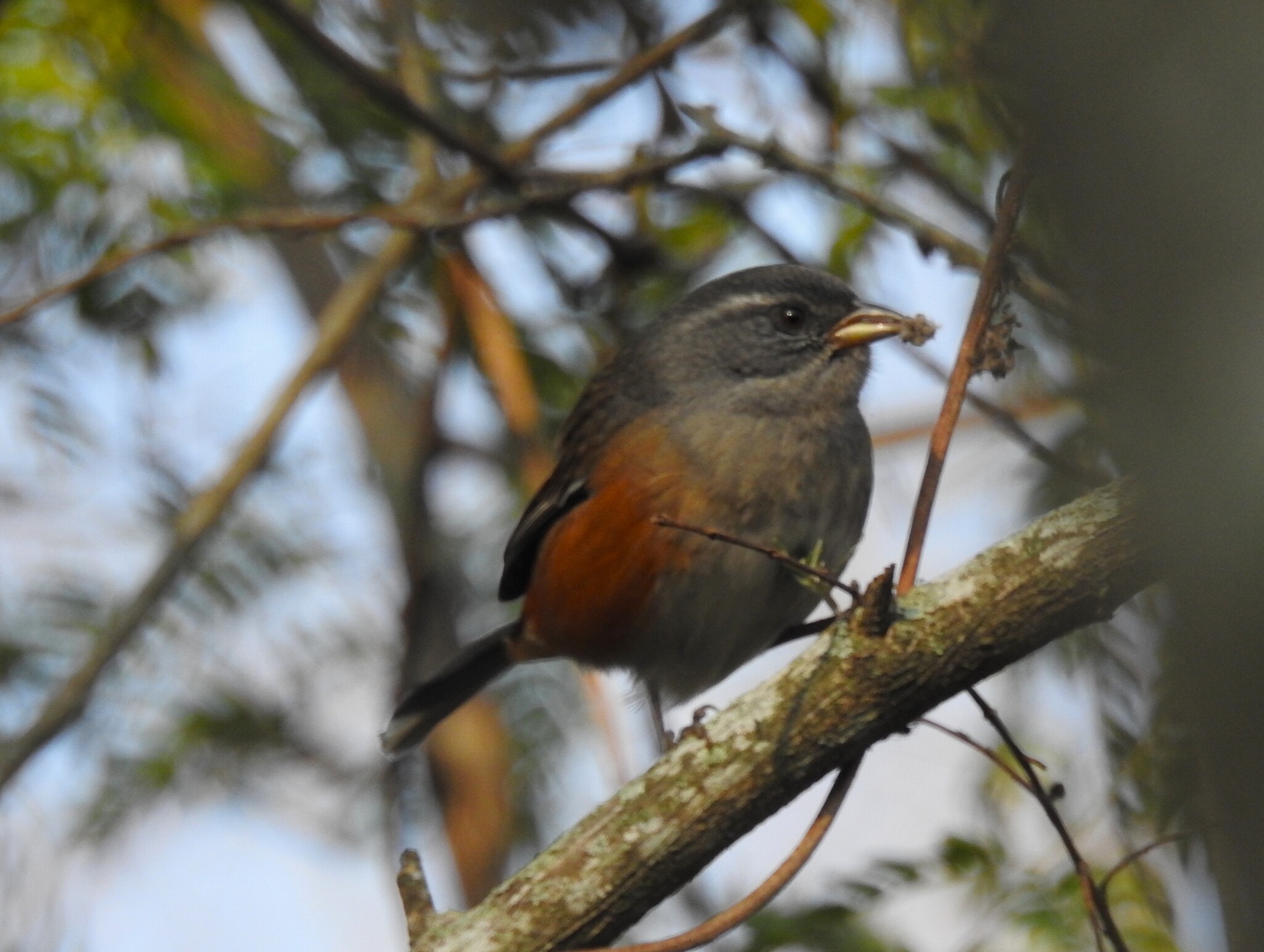 Grey-throated Warbling Finch (Microspingus cabanisi), photo 6
