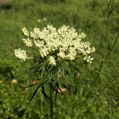 Daucus montanus