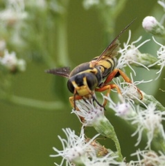 Bicyrtes insidiatrix