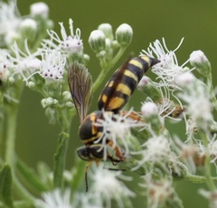 Bicyrtes insidiatrix