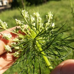 Daucus montanus
