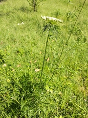 Daucus montanus