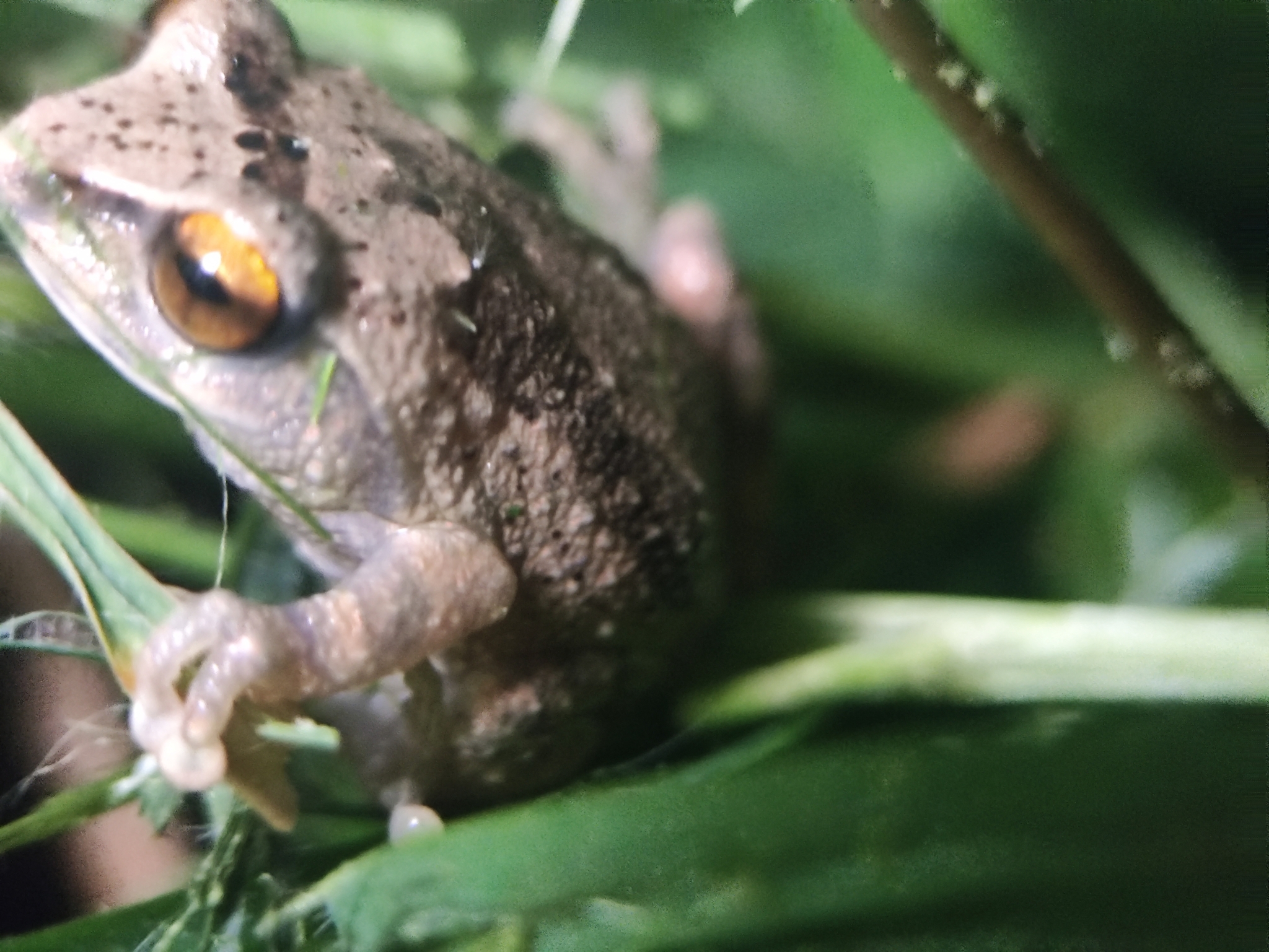 Koadaikanal Bush Frog