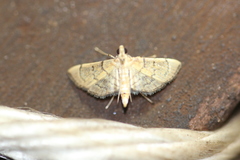 Pelinopsis pachyzancloides