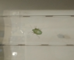 Pentatomini