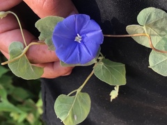 Jacquemontia abutiloides