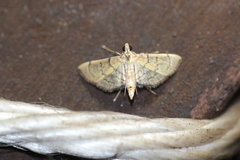 Pelinopsis pachyzancloides