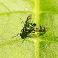 Diptera