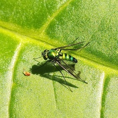 Diptera