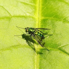 Diptera