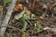 Pterostylis agathicola