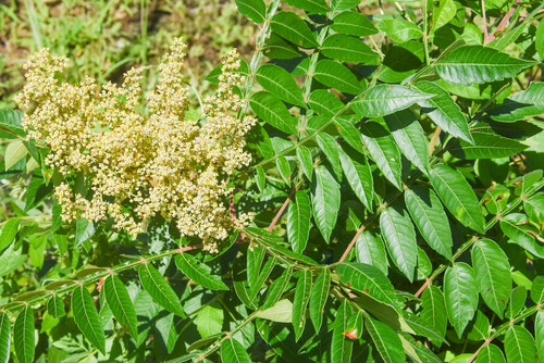 Winged sumac (Rhus copallinum)