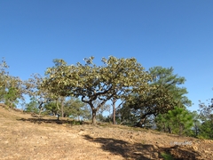 Quercus jonesii