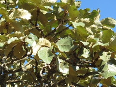 Quercus jonesii