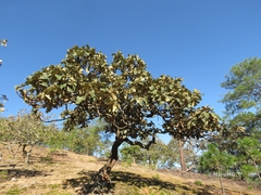 Quercus jonesii