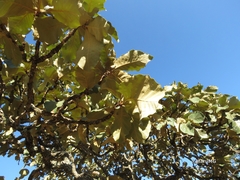 Quercus jonesii