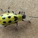 Eastern Spotted Cucumber Beetle - Photo (c) Anita363, some rights reserved (CC BY-NC)