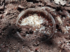 Pheidole obtusospinosa