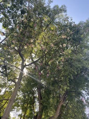 Magnoliopsida