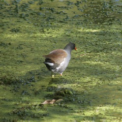 Gallinula galeata