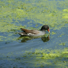 Gallinula galeata