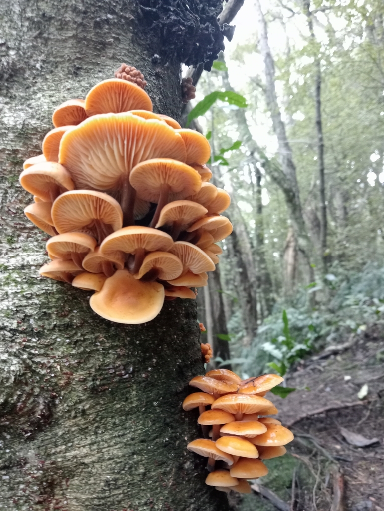Flammulina velutipes · July 2025 · photo: © john_barkla (iNaturalist, cc0)